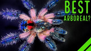 Top 10 BEST Arboreal Tarantulas  YOULL LOVE THESE SPIDERS [upl. by Korfonta]