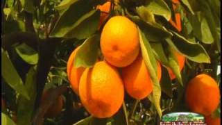 Family Tree Farms Satsuma Mandarins [upl. by Ahsercel323]