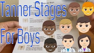 The Tanner stages Boy [upl. by Haven]