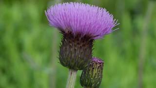 Easy to Grow Plant for Wildlife Cirsium heterophyllum [upl. by Willet]