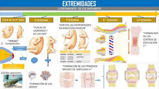 EMBRIOLOGIA DESARROLLO DE LAS EXTREMIDADES [upl. by Ahsilrac807]