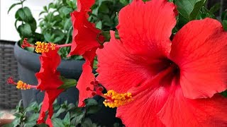 FOUR TIPS ON HIBISCUS TREE CARE  MY PERSONAL EXPERIENCE  SIMPLE [upl. by Otsirc925]