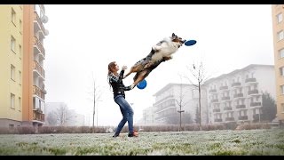 Dogfrisbee training with CharlieAustralian Shepherd [upl. by Yrennalf]