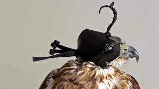 How to Make the Gerrish 345 Falconry Hood [upl. by Feerahs]