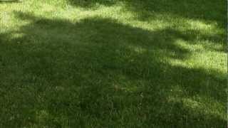 How To Reseed A Lawn  Reseeding Lawn ASK AGRONOTEC [upl. by Emixam]