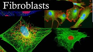 Fibroblasts In 3 Minutes [upl. by Fidelio679]