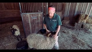 TRADITIONAL 18th Century Sheep Shearing [upl. by Rosen]