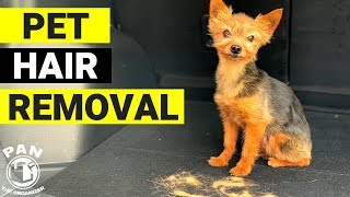 HOW TO REMOVE PET HAIR FROM CAR  QUICK amp EASY [upl. by Inoliel]