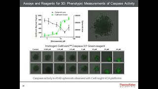 How to Analyze and Characterize Your 3D Cell Culture [upl. by Licastro]