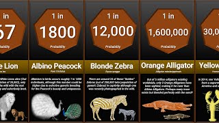 Probability Comparison Rarest Animal [upl. by Annazus304]