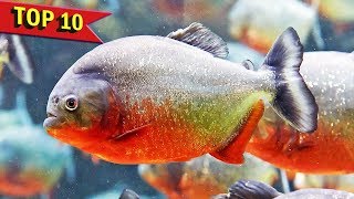 Top 10 Aggressive Aquarium Fish [upl. by Ardnaxela]