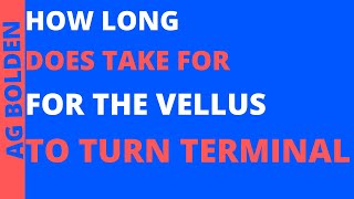 how long does it take for vellus hairs to become terminal [upl. by Horatius]