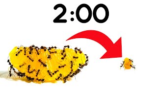 2 Minute Timer ANTS vs ORANGE 🍊🐜 [upl. by Izy]