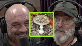 Paul Stamets Describes Bad Trip on Incredibly Dangerous Mushroom [upl. by Dannie]