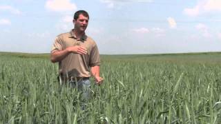 Triticale Nurse Crop from Millborn Seeds [upl. by Vivl]