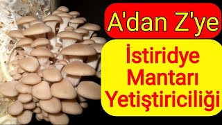 İstiridye Mantarı Nasıl Yetiştirilir  İstiridye Mantarı Kompostu  Mantar Üretimi [upl. by Tnerual]