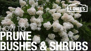 How to Prune Trim amp Shape Your Bushes amp Shrubs [upl. by Kcirddahc]