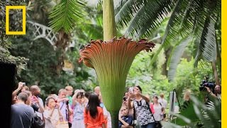 The Corpse Flower Behind the Stink  National Geographic [upl. by Gayleen]