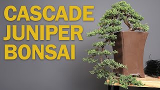 Cascade Bonsai  Juniper Refinement amp Creating Depth [upl. by Endres738]