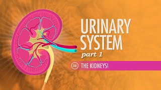 Urinary Bladder and Urethra Dr Adel Bondok [upl. by Riobard732]