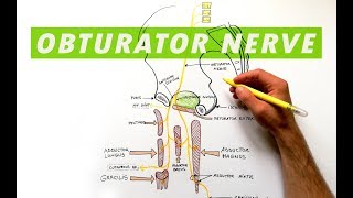 Obturator Nerve  Anatomy Tutorial [upl. by Urata]