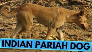 Indian Pariah Dogs  TOP 10 Interesting Facts [upl. by Oribelle]