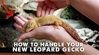 How To Handle amp Tame Your New Leopard Gecko  StepByStep Guide [upl. by Gairc]