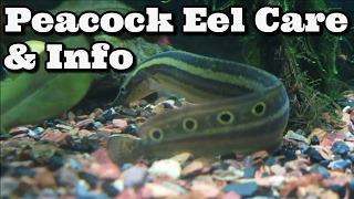 Peacock Eel  Spiny Eel Care Information and Advice  Macrognathus Siamensis [upl. by Pawsner]