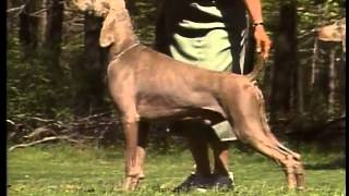 Weimaraner  AKC Dog Breed Series [upl. by Lanie]