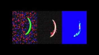 Plasmodium Sporozoite Motility Is Modulated by the Turnover of Discrete Adhesion Sites [upl. by Teerpnam234]