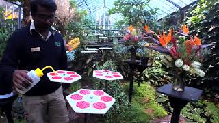 Butterfly House Live Cam [upl. by Einohtna558]