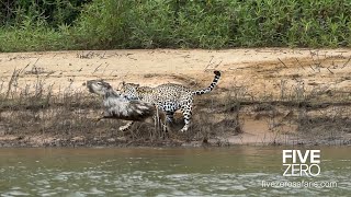 Careless Capybara gets Caught by Jaguar [upl. by Kcira]