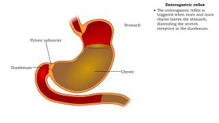 Stomach peristalsis amp Enterogastric reflex [upl. by Nois]