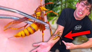 STUNG by an EXECUTIONER WASP 7 times [upl. by Analos238]