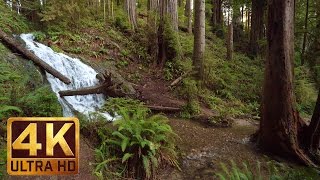 25 HRS Virtual Nature Walk in the Redwood National and State Parks in 4K Ultra HD  Part 1 [upl. by Filberte651]