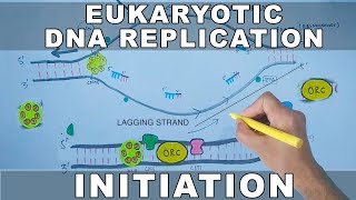 DNA Replication In Eukaryotes  Initiation [upl. by Gnilyarg]