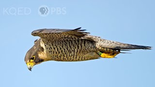 Heres Why Peregrine Falcons Are the Top Guns of the Sky  Deep Look [upl. by Jacinthe]