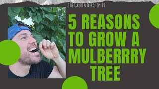 5 Reasons To Plant A Mulberry Tree [upl. by Uhsoj]