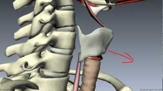 Muscles of the Larynx  Part 1  3D Anatomy Tutorial [upl. by Urban]