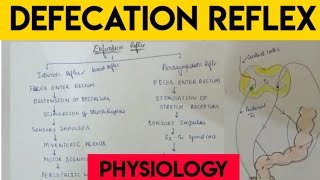 defecation  Defecation reflex  physiology [upl. by Nevad]