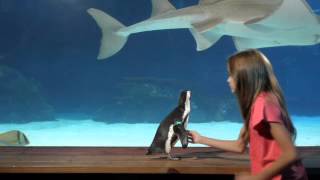 Newport Aquarium Video Tour [upl. by Eimmat]