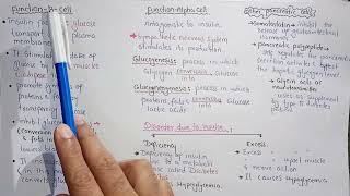 Pancreas Structure And Functions [upl. by Adnic]