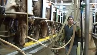 A Day Dairy Farming in Wisconsin [upl. by Carlos388]