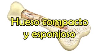 Hueso compacto y esponjoso [upl. by Wixted]