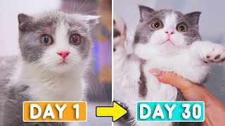 Day 1 to 30 Growing Up New Kitten Coco [upl. by Fallon379]