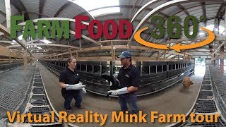 360 Mink farm tour [upl. by Dayir]