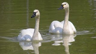 3000 whistling swans arriving for the night [upl. by Bury]