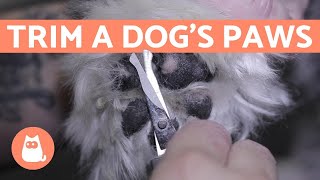 How to Trim the Hair from a Dogs PAWS [upl. by Brasca652]