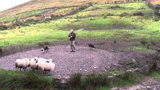 Sheep Dog Demonstration  Ireland [upl. by Analihp472]