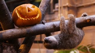 Baby sloth Edward gets ready for Halloween [upl. by Tisha]